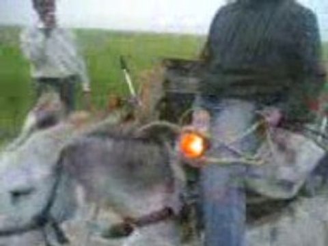 menizla (Hmar tunning 2009)