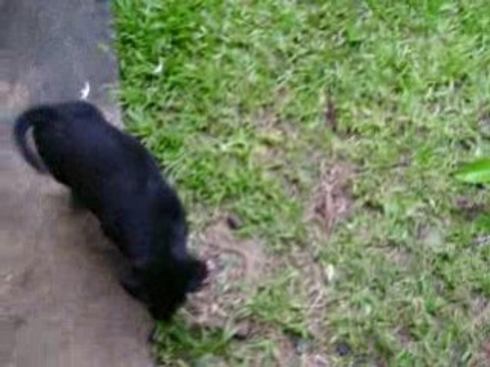 negrita de chica