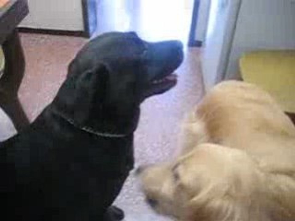 Olivia y Zeus