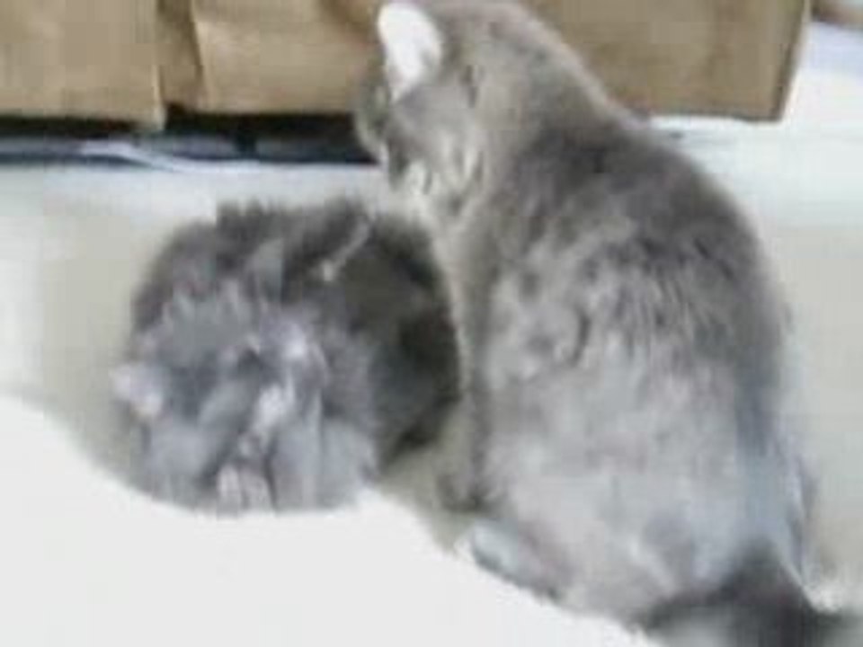 Make Money Online With Cat Wrestling - Hilarious!