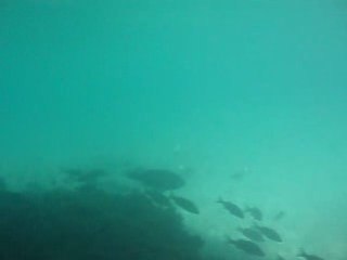 plongée à l'îlot maître