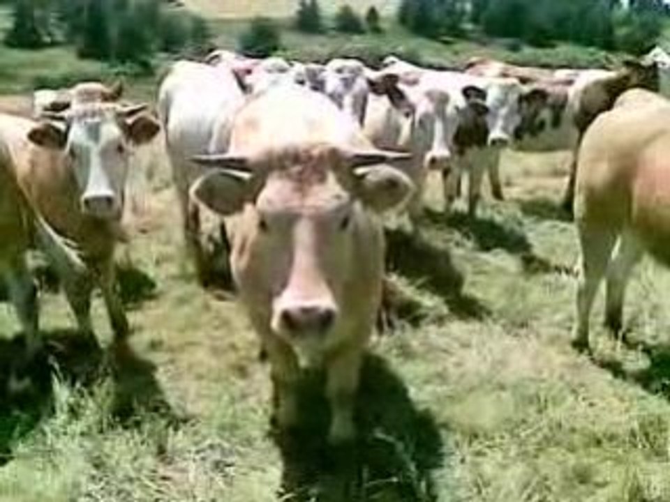 concours la vie privée des animaux: pour Patrick Bouchitez