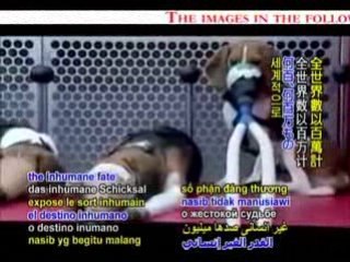 Experiments on Animals