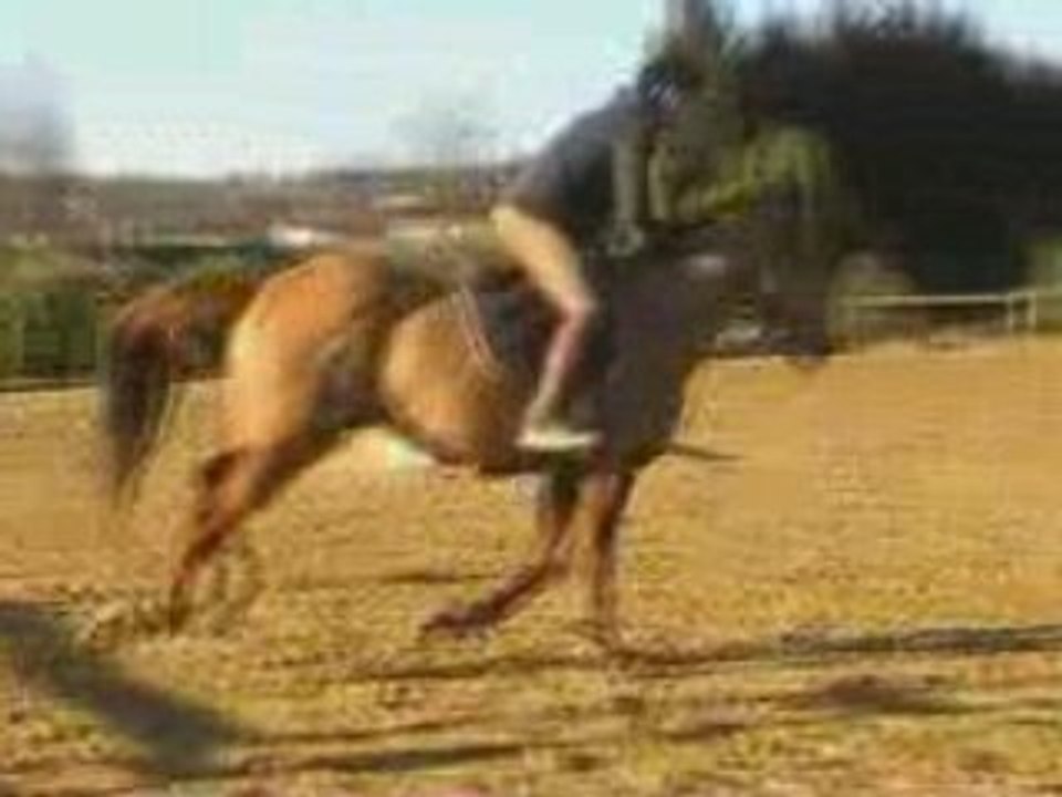 Reflex de puymalier