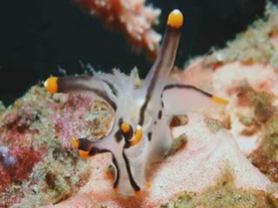 Étrange monde sous-marin