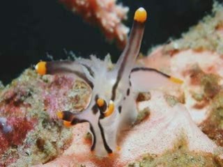 Étrange monde sous-marin