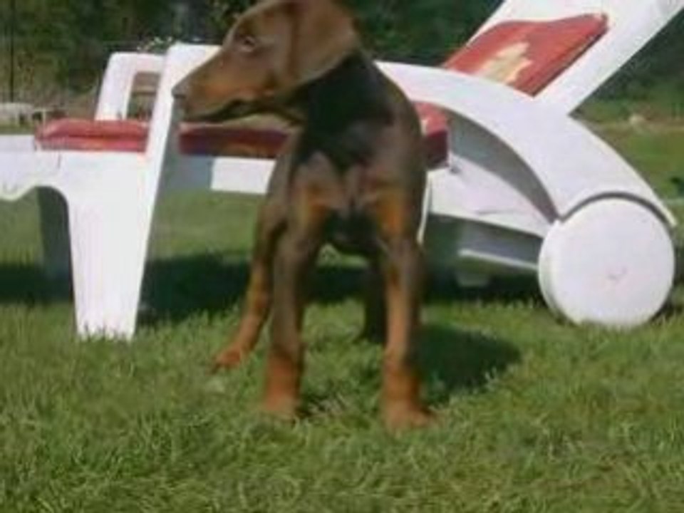 Doberman tendresse