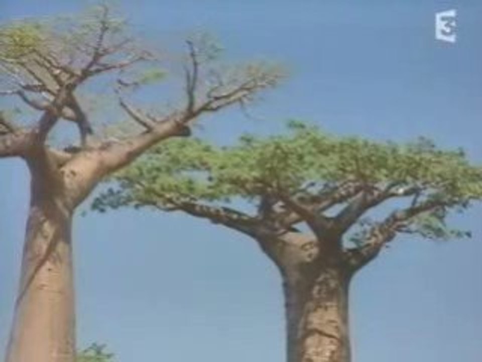 Madagascar, les mystères de l'île rouge (2006)5/6
