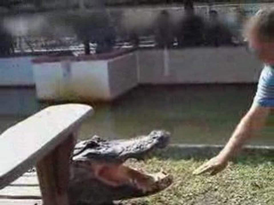 Alligator-main