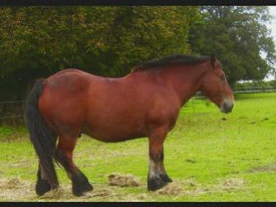 Merveilleux chevaux