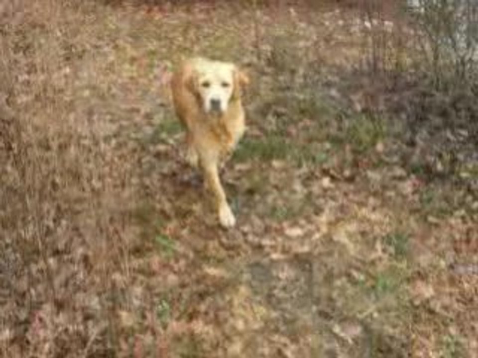 Baignade des dragons