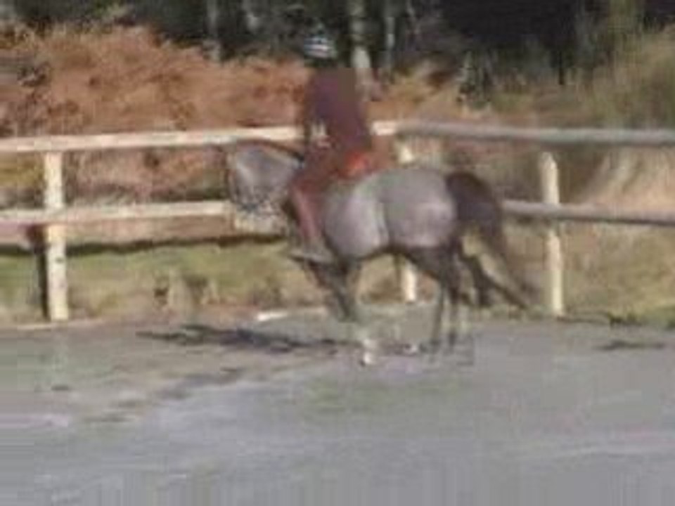 Paloma travail sur le plat