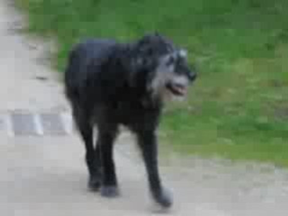 Lallie 28 janvier 2009