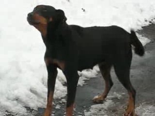 Récusset : accueil des chiens