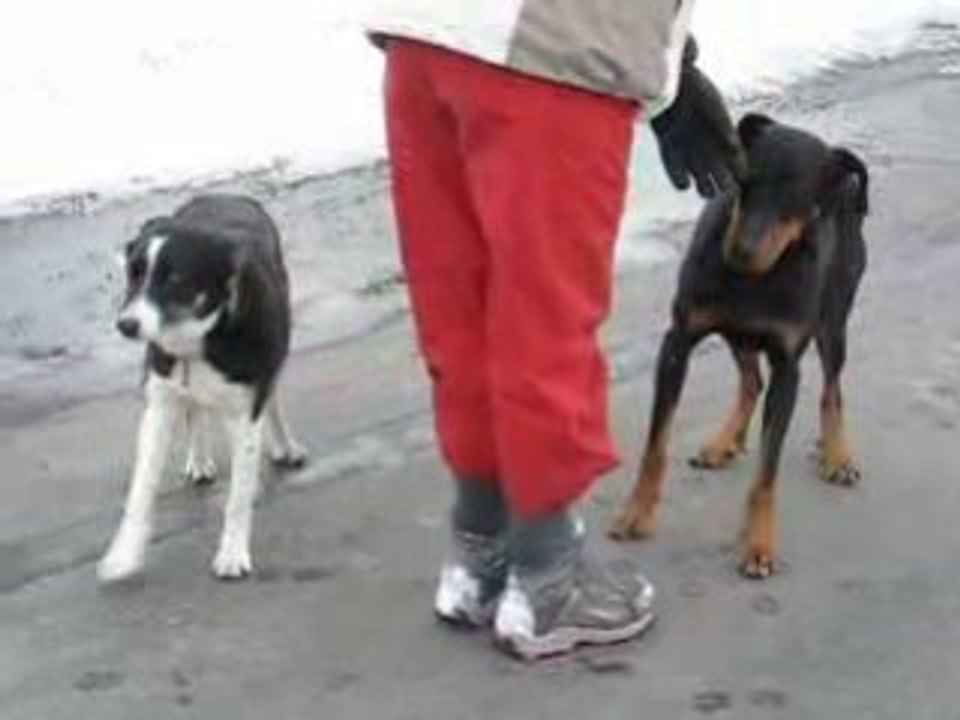 Récusset : gentils chiens