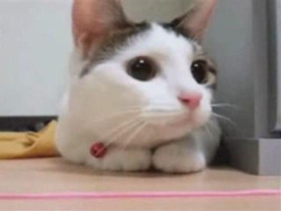 Dancing cat