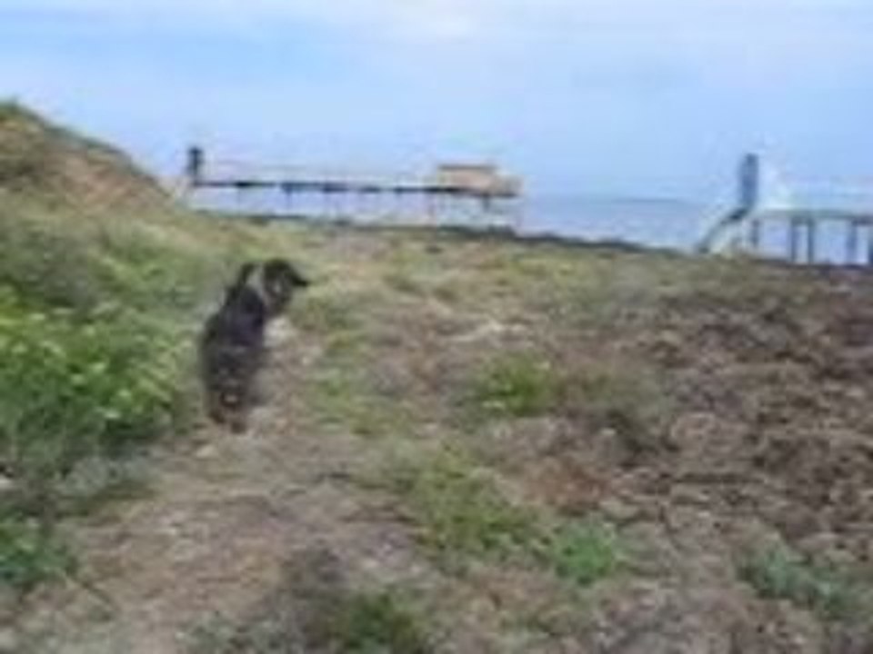 Morgan, Gladys et Lallie en août 2004 à Fouras