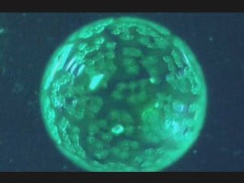 Les mille vertus de l'eau de mer : le plasma de Quinton