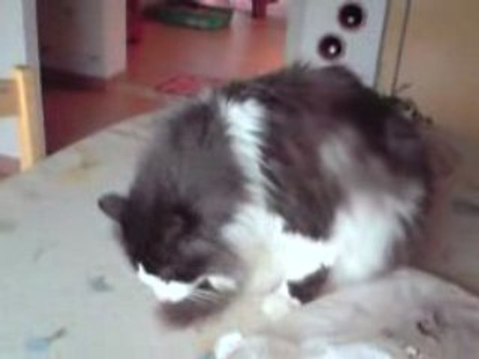 Chat
