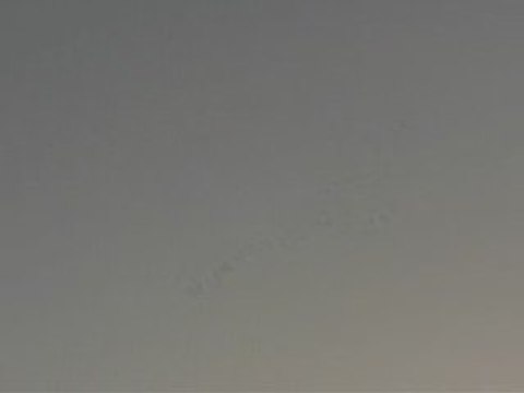 şanlıurfa güvercin karışması 4 guvercinurfa.com