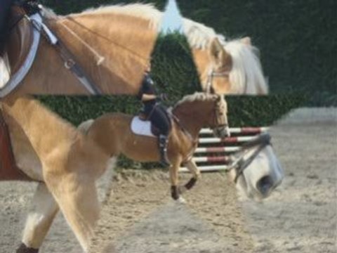 Mise en selle obstacle Octa