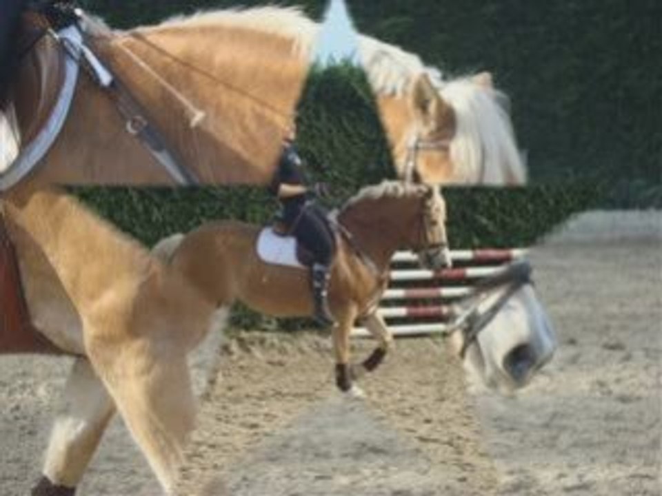 Mise en selle obstacle Octa