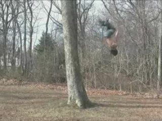 Backflip-arbre