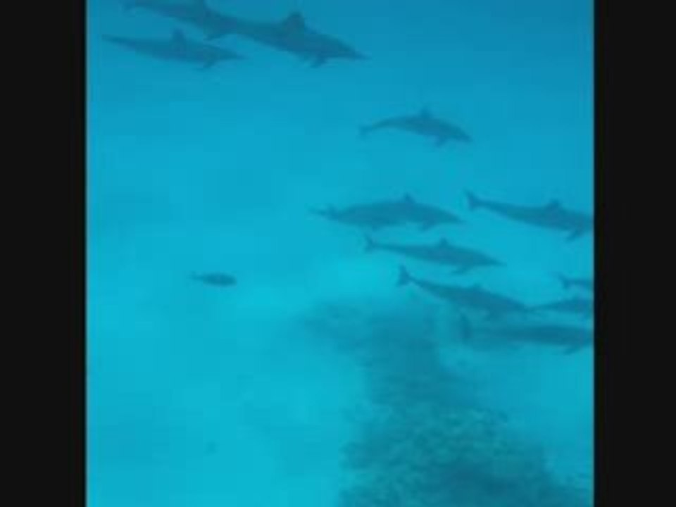 Delfini
