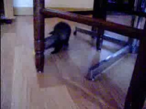 Darkounette ma furette et l'oeuf kinder