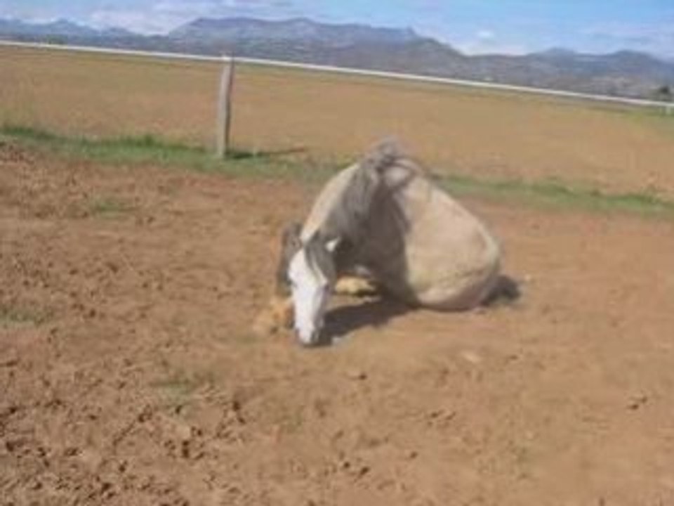 Une passion l'équitation