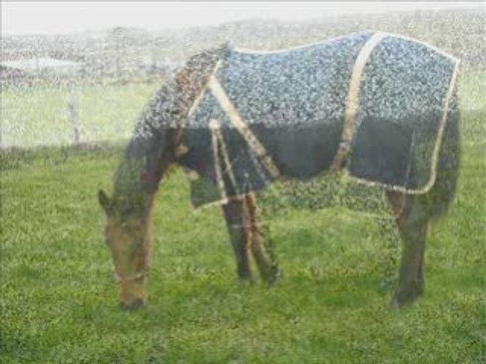 Poala et Kiri en séance de plat.