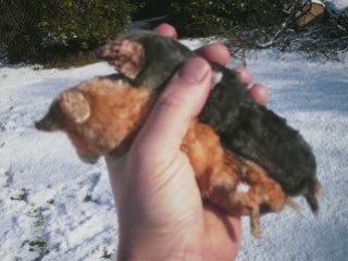 albino mole caught by devon mole catcher