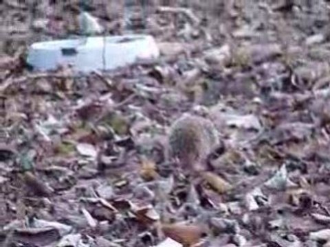 Herisson dans le jardin a mange pain epluchures