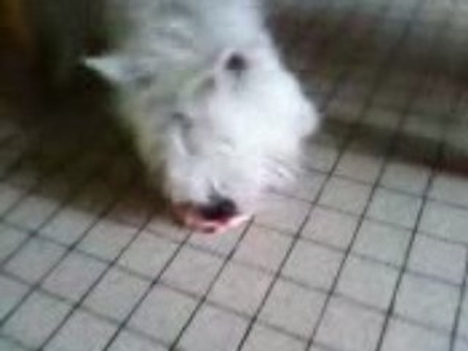 Astuce le chien
