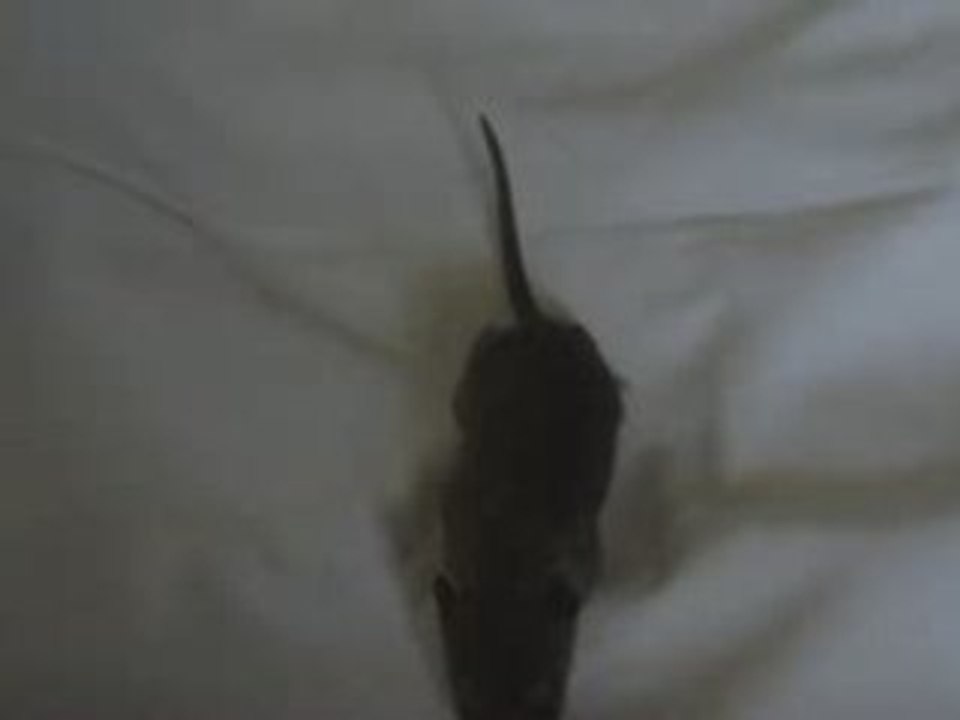 Bebe 8