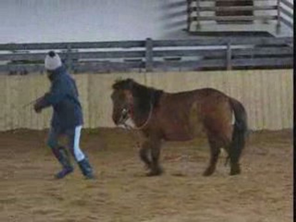 Suis-moi mon poney !