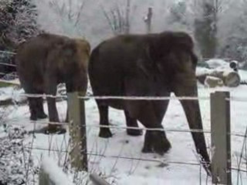 elephants sous la neige