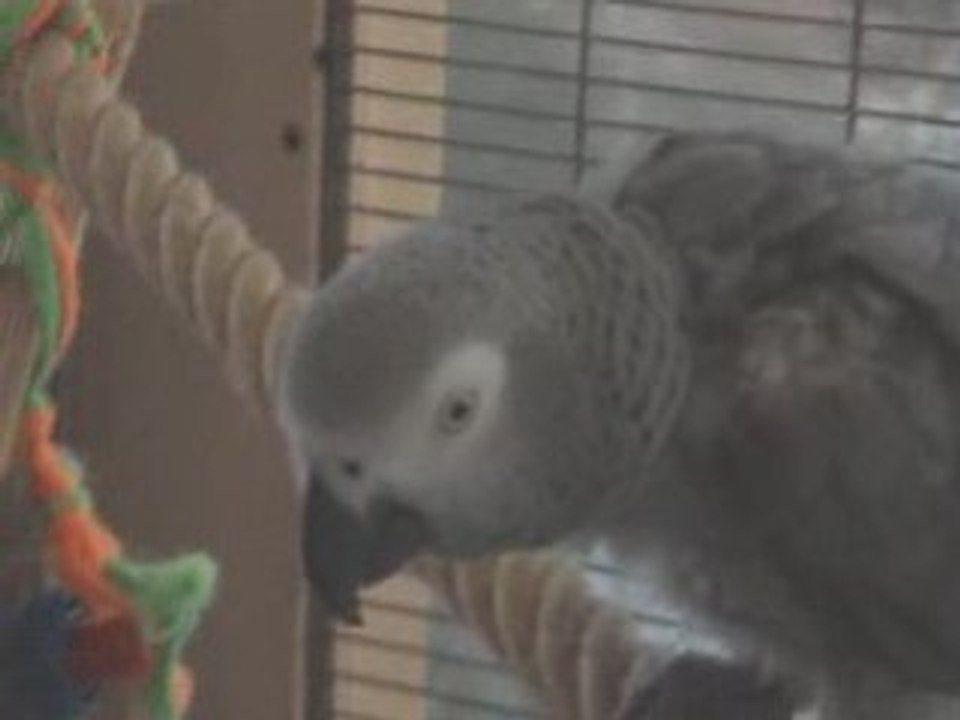 Кукушечка - красавица