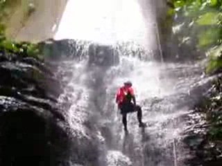 Bois malaisé guadeloupe