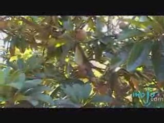 Discover Delicious And Freaky New Fruits