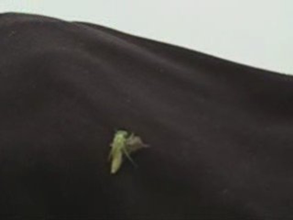 Naissance d' une libellule lors d'une partie de pêche