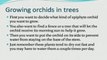 How To Grow Orchids For Beginners