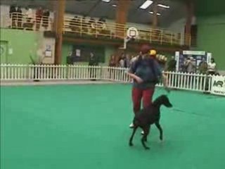 Dansons tous en rythme avec Vicky ma Doberman !!!