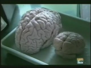 Neuropsicologia animal: Memoria de los chimpances