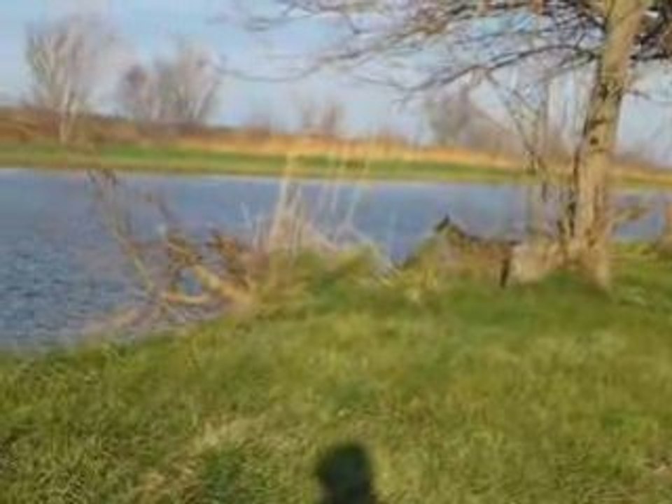 Laïka et le ragondin