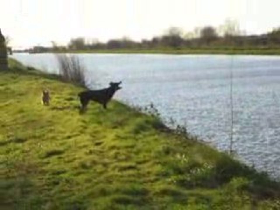 Laïka et le ragondin 2