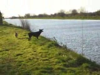 Laïka et le ragondin 2