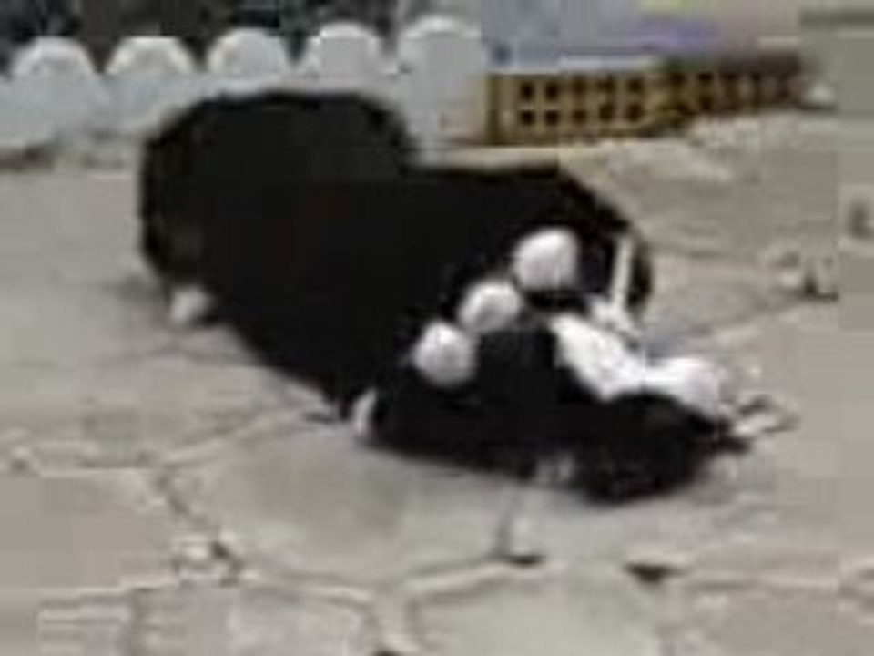 Vidéo doggy et la peluche
