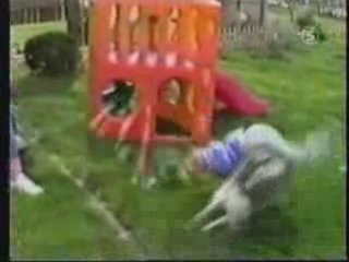 Les bétises que font les chiens !