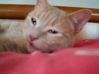 tour de magie avec une piece